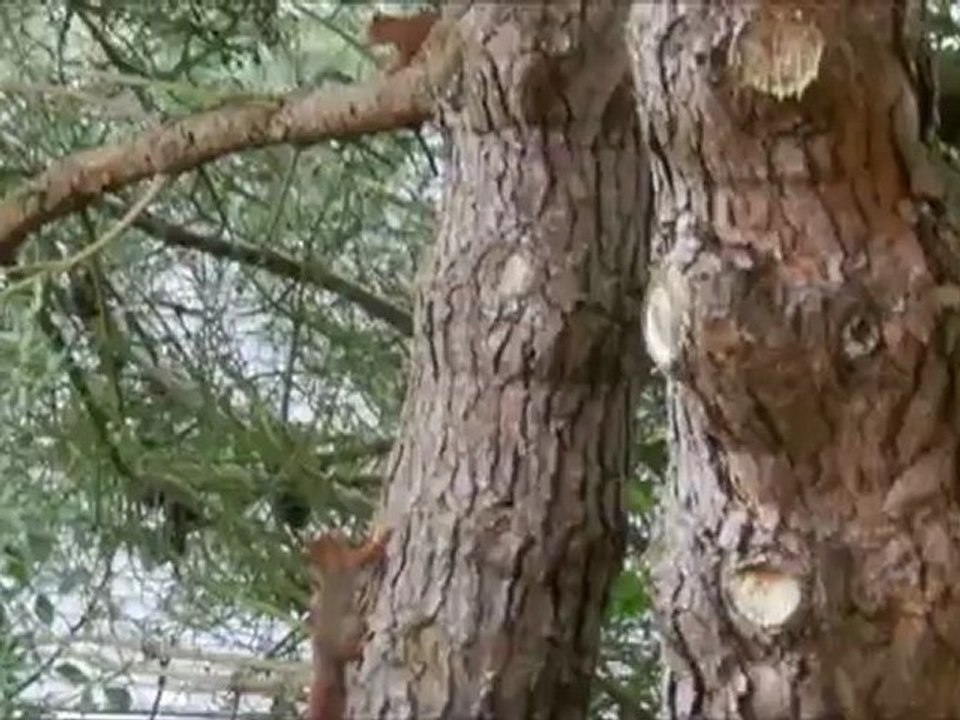 Sarabande d'écureuils