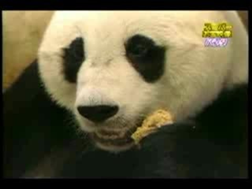 Baby Panda Sneezes