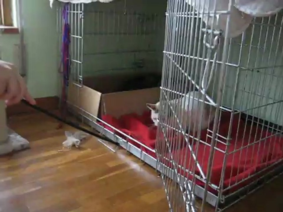 Hada jugando