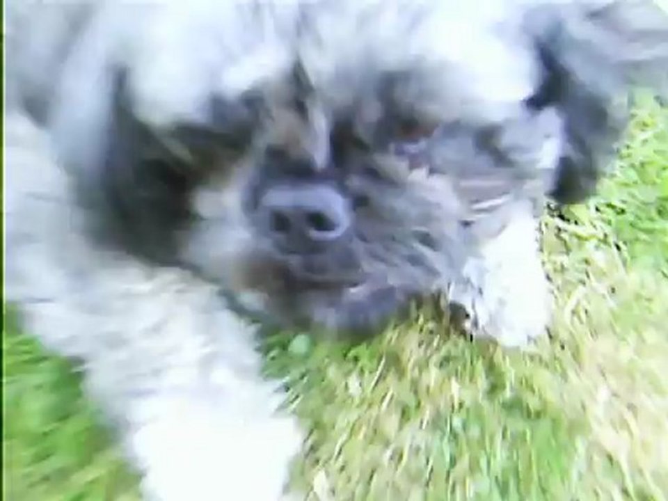 les chiens