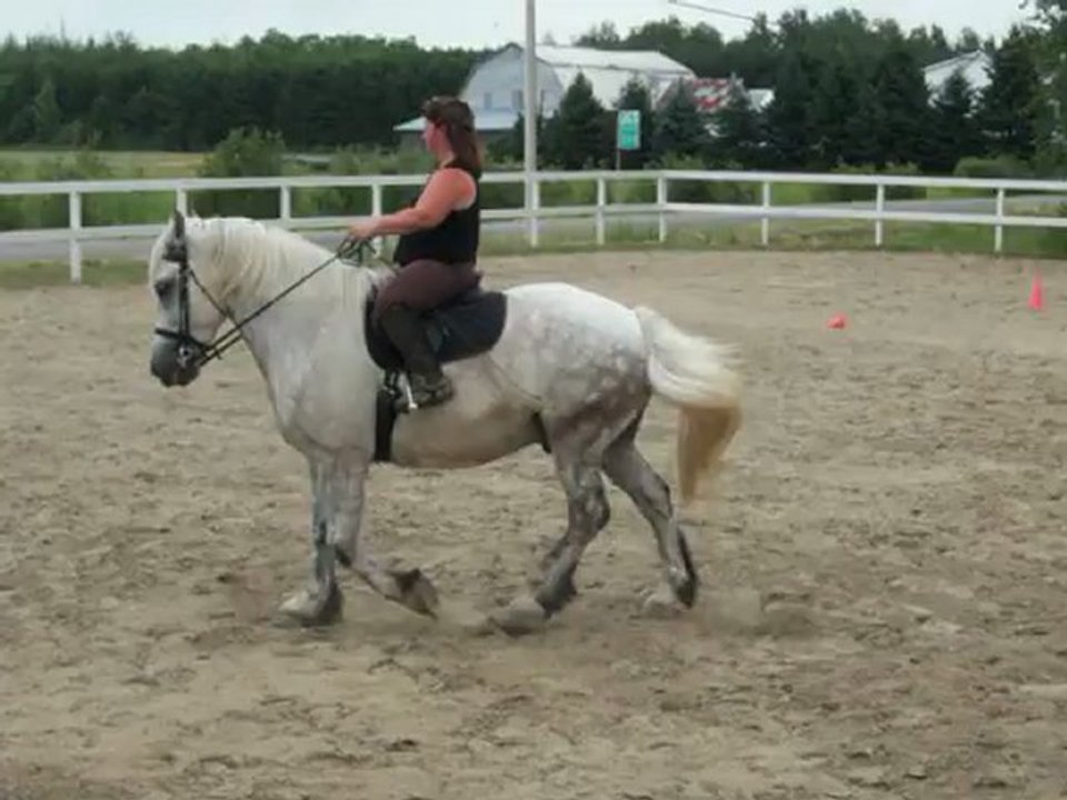 Mon percheron Silver en manège.