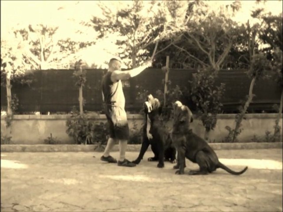 mastino napoletano BORN TO BE MACISTE