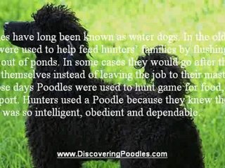 Here's The History Of The Unique And Magnificent Poodle!