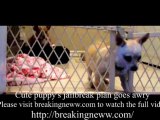 Cute puppy's jailbreak plan goes awry