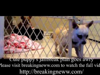 Puppy Tries a Daring Escape From Gate