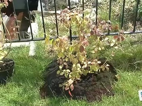 Comment planter un arbuste sur une pelouse ,