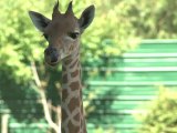Giraffes hold the fort in Paris zoo construction site