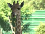 Les girafes, dernières gardiennes du zoo de Vincennes