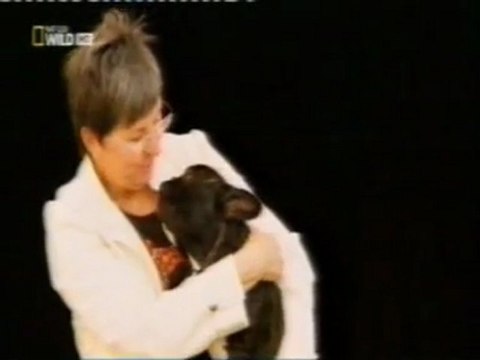 Perros y humanos: Comunicacion visual y tactil (Oxitocina y cortisol)