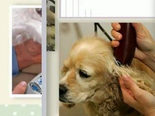 Carol's Grooming Salon (757) 425-9999