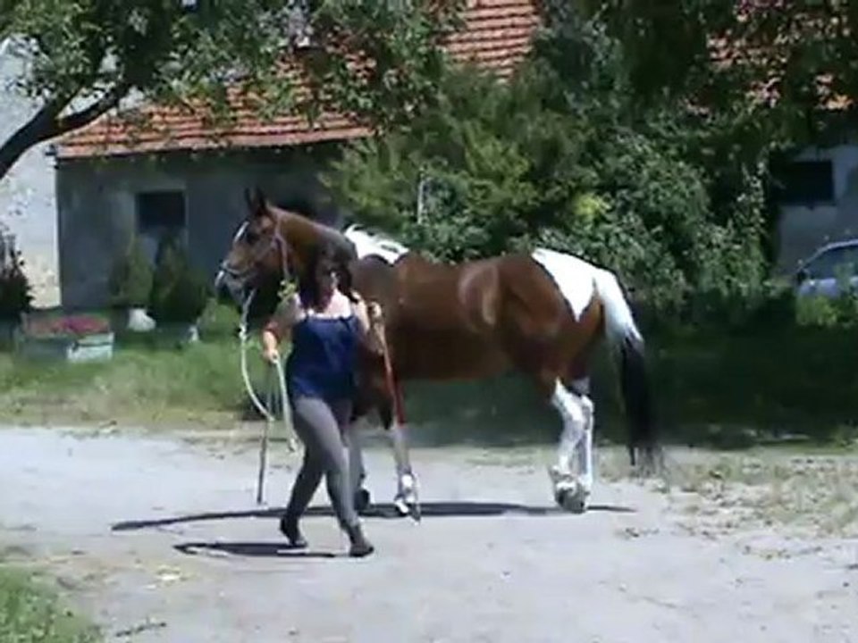 Tirelire - suivre en longe