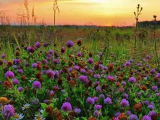 AYNUR HAŞHAŞ-KIRMIZI GÜL