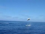 Un requin mako fait des sauts