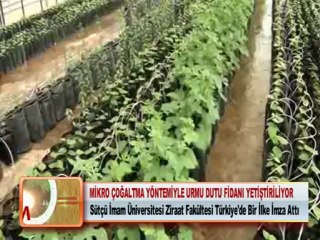 MİKRO ÇOĞALTMA YÖNTEMİYLE URMU DUTU FİDANI YETİŞTİRİLİYOR