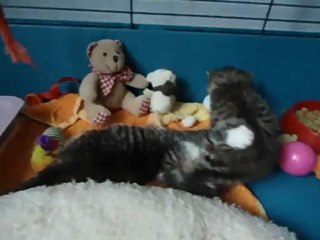 Chatons juillet 2012