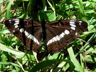 Papillons du haut Doubs