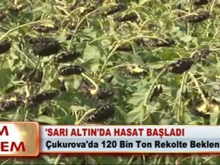 ‘SARI ALTIN’DA HASAT BAŞLADI