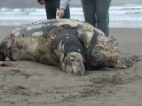 Leatherback sea turt dead - Tortuga gigante muerta en playa Salinas.
