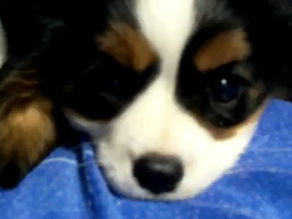 BB CAVALIER KING CHARLES