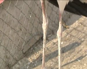 Η ιστορία ενός μικρού πελαργού