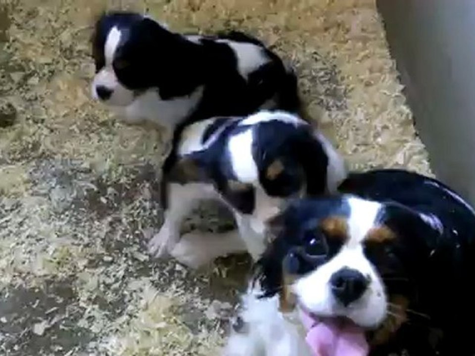 DJULIA MAMAN CAVALIER KING CHARLES ET SES BEBES