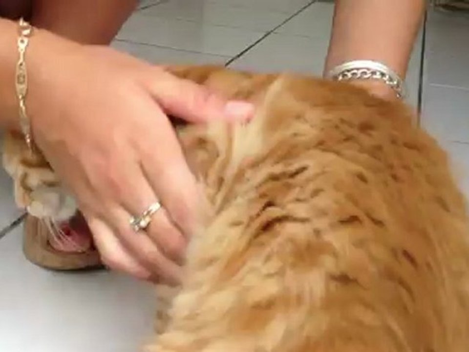 Le trou du C.. du chat!