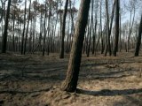 La pineta di Lido di Dante dopo l'incendio