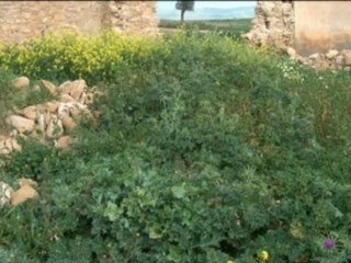 La Guerre d'Algérie-une bataille parmi d'autres part I