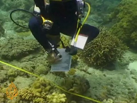East Timor's coral reefs threatened