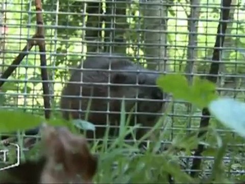 Protéger le Marais Poitevin contre les rongeurs (Vendée)