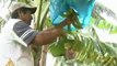 Colombia resettles conflict-displaced farmers