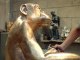 Jacquesson Sculpteur Ciselure du Bonobo