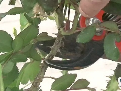 Comment tailler un rosier ?