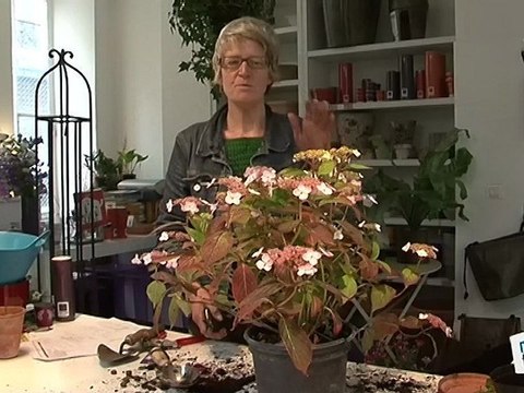 Comment tailler un hortensia ?