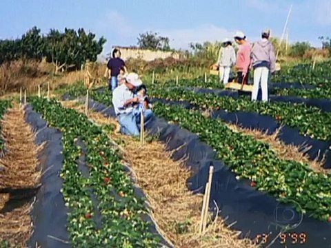 Globo Repórter 27-07-2012 Parte 3 Flores do Brasil