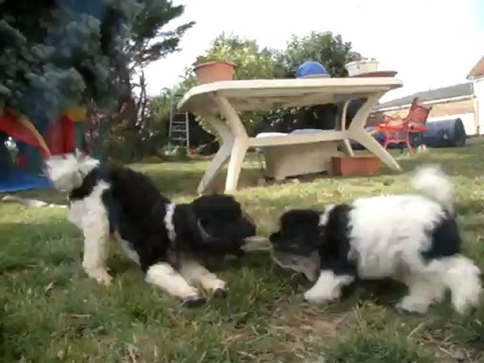 Mes 3 caniches bicolores jouent et en profitent avant qu'il fasse trop chaud !