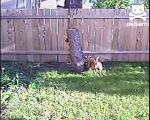 Белка и собака