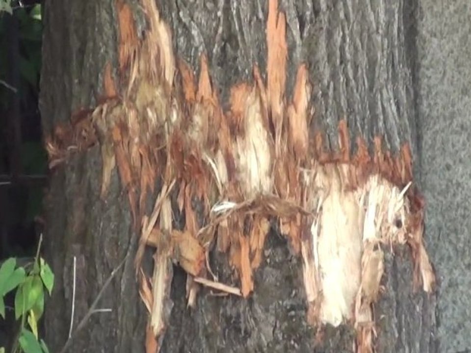 Επούλωση Λεύκας που της έκοψαν το φλοιό για να ξεραθεί!