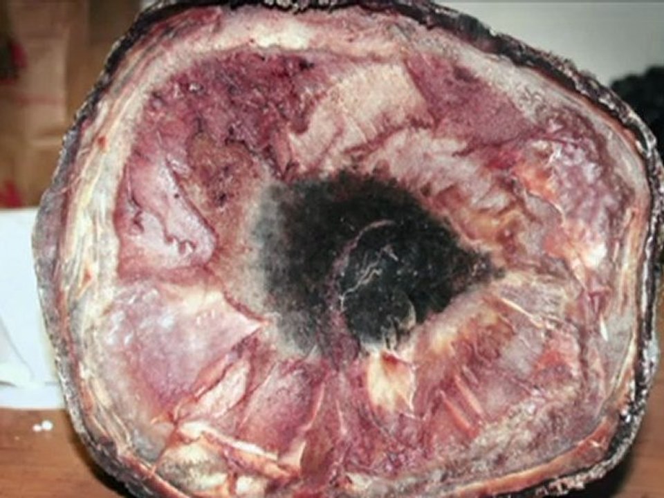 Vietnamesen bedrohen nashorn-bestand weltweit