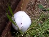 Nace un conejo sin orejas muy cerca de Fukushima - Mutant Rabbit