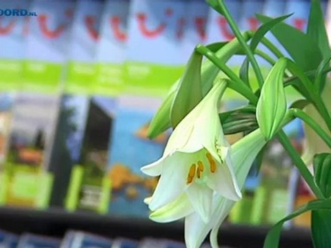 Groningse Olympiers in Londen live in actie zien is nog mogelijk - RTV Noord