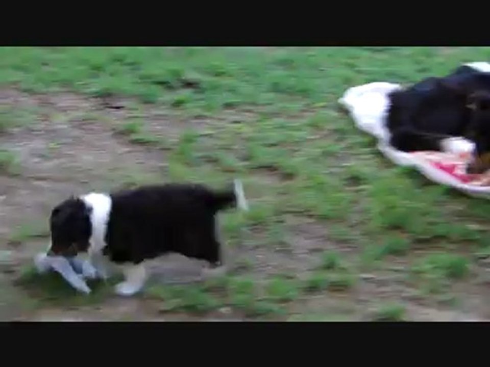 Harry et Hawaï 6 semaines