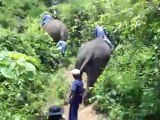 riding elephant in chiang mai with Thai elephant home