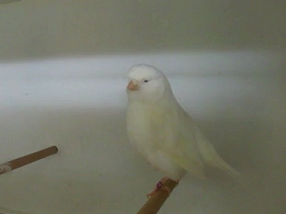 norwich blanc 2012