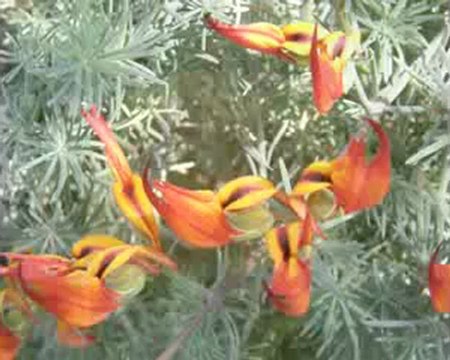 Yaşar ÖZEL SANA BİR BUSE VERMEDİM DİYE NASIL KIZARSIN