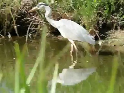 Faune de Charentes Maritimes