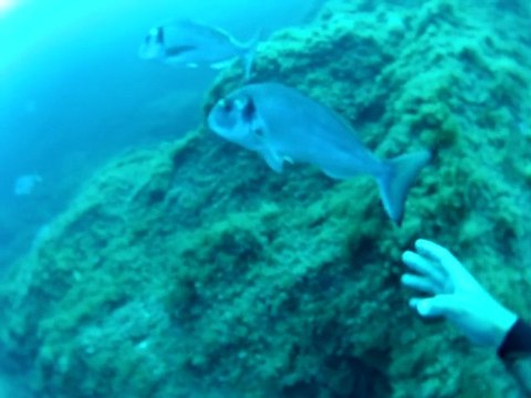 Port-Cros plongée snorkeling