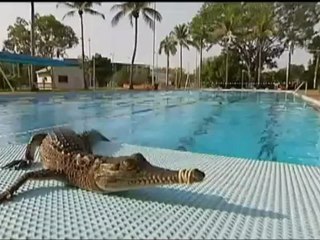 Aparece un cocodrilo en una piscina en Australia