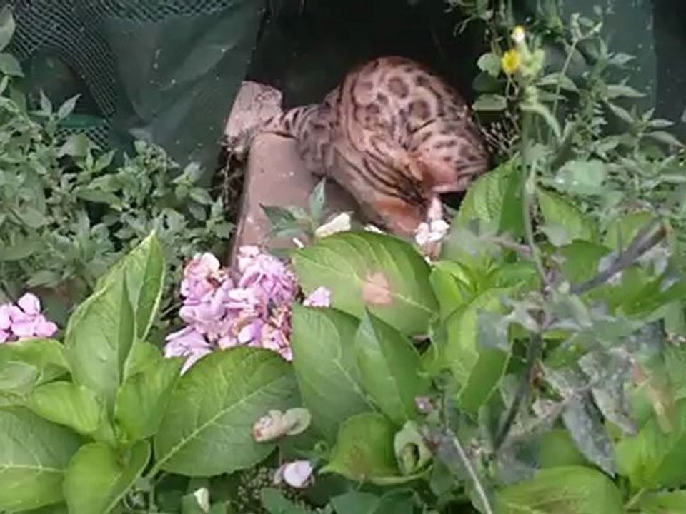 Halie la grande débroussailleuse