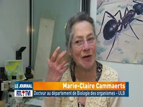 Effets nocifs des ondes GSM sur les fourmis